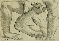 An illustration from Tutte le parti del corpo hvmano diuiso in piu pezzi (1608)