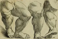An illustration from Tutte le parti del corpo hvmano diuiso in piu pezzi (1608)