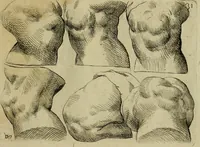 An illustration from Tutte le parti del corpo hvmano diuiso in piu pezzi (1608)