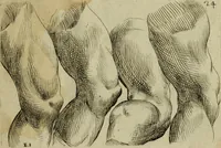 An illustration from Tutte le parti del corpo hvmano diuiso in piu pezzi (1608)