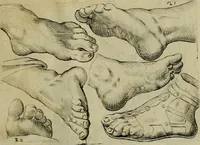 An illustration from Tutte le parti del corpo hvmano diuiso in piu pezzi (1608)