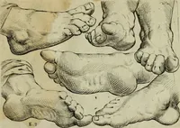 An illustration from Tutte le parti del corpo hvmano diuiso in piu pezzi (1608)