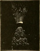 An illustration from Twentieth century hand-book for steam engineers and electricians, with questions and answers .. (1905)