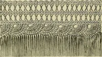 An illustration from Twine crochet work (1883)