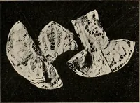 An illustration from Two centuries of costume in America, MDCXX-MDCCCXX (1903)