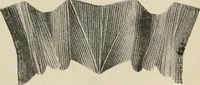 An illustration from Two centuries of costume in America, MDCXX-MDCCCXX (1903)