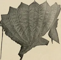 An illustration from Two centuries of costume in America, MDCXX-MDCCCXX (1903)