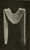 An illustration from Two centuries of costume in America, MDCXX-MDCCCXX (1903)