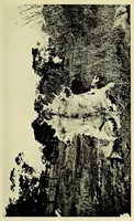 An illustration from Two Dianas in Somaliland : the record of a shooting trip (1908)