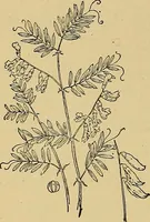 An illustration from Two little southern sisters and their garden plays (1919)