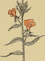 An illustration from Two little southern sisters and their garden plays (1919)