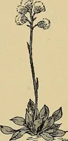 An illustration from Two little southern sisters and their garden plays (1919)