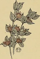 An illustration from Two little southern sisters and their garden plays (1919)
