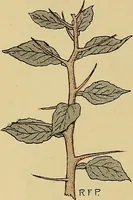 An illustration from Two little southern sisters and their garden plays (1919)