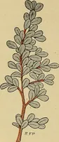 An illustration from Two little southern sisters and their garden plays (1919)