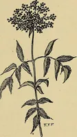 An illustration from Two little southern sisters and their garden plays (1919)