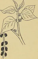 An illustration from Two little southern sisters and their garden plays (1919)