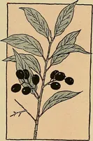 An illustration from Two little southern sisters and their garden plays (1919)