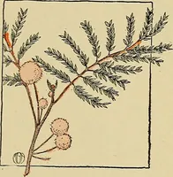 An illustration from Two little southern sisters and their garden plays (1919)