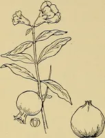 An illustration from Two little southern sisters and their garden plays (1919)