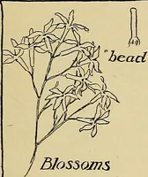 An illustration from Two little southern sisters and their garden plays (1919)