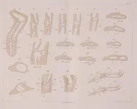 An illustration from Ueber die Vorderextremität von Eudyptes chrysocome und deren Entwickelung (1904)