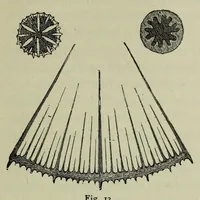 An illustration from Ueber Harmonie und Complication (1901)