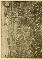 An illustration from Un coin du Congo : le cercle de Kundé (1903)