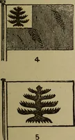 Picture 6 of 12 from The United States flag : its history, symbolism and regulations for display (1917), leaf 6