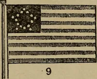 An illustration from The United States flag : its history, symbolism and regulations for display (1917)