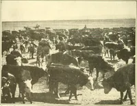 Picture 77 of 218 from The United States in prophecy; our country, its past, present, and future, and what the Scriptures say of it (1914), leaf 151