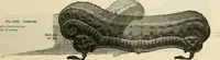 An illustration from Upholstered furniture for the parlor, hall, library, reception room, hotels, stores, club rooms, etc. / Streit and Schmit. (1897)