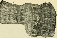 An illustration from Upholstered furniture for the parlor, hall, library, reception room, hotels, stores, club rooms, etc. / Streit and Schmit. (1897)