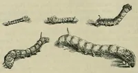An illustration from The useful arts and manufactures of Great Britain (1861)