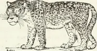 An illustration from Usi e costumi sociali, politici e religiosi di tutti i popoli del mondo : da documenti autentici e dai viaggi migliori e più recenti (1844)