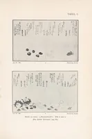 Picture 1 of 5 from Utamaro (1907), leaf 109
