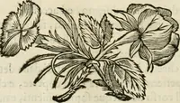 An illustration from Utilissimo trattato dell'acque correnti : diviso in tre libri : nel quale si notificano le misure, ed esperienze di esse : i giuochi, e scherzi, li quali per mezzo dell'aria, e del fuoco, vengono operati dall'acqua : con diversi necessarii ammaestramenti intorno al modo di far condotti, fistole, bottini, ed altro, per condurre l'acque ne' luoghi destinati : con una esatta notizia di tutto quello, ch'è stato operato intorno alla conduttura dell' acqua di Bracciano (1696)