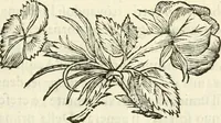 An illustration from Utilissimo trattato dell'acque correnti : diviso in tre libri : nel quale si notificano le misure, ed esperienze di esse : i giuochi, e scherzi, li quali per mezzo dell'aria, e del fuoco, vengono operati dall'acqua : con diversi necessarii ammaestramenti intorno al modo di far condotti, fistole, bottini, ed altro, per condurre l'acque ne' luoghi destinati : con una esatta notizia di tutto quello, ch'è stato operato intorno alla conduttura dell' acqua di Bracciano (1696)
