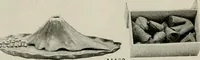 Picture 433 of 459 from Vantine's. (1917), leaf 118