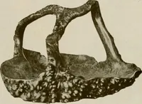 Picture 445 of 459 from Vantine's. (1917), leaf 120