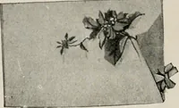 An illustration from Vantine's. (1917)