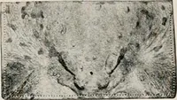An illustration from Vantine's. (1917)