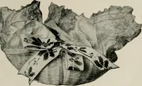 An illustration from Vantine's. (1917)