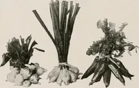 An illustration from Vantine's. (1917)