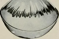 Picture 378 of 459 from Vantine's. (1917), leaf 98