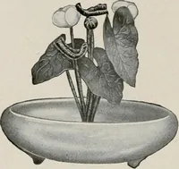 An illustration from Vantine's. (1917)