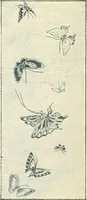Picture 24 of 148 from Vantine's. (1915), leaf 9