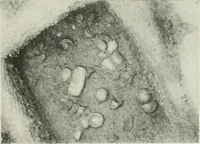 An illustration from Varia africana. I-5 (1917)