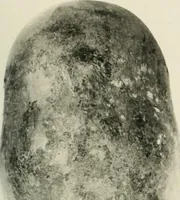 An illustration from Varia africana. I-5 (1917)
