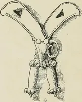 An illustration from Varia africana. I-5 (1917)